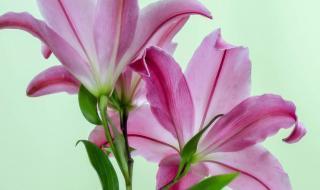 百合花的花语是什么象征着什么 百合花象征什么